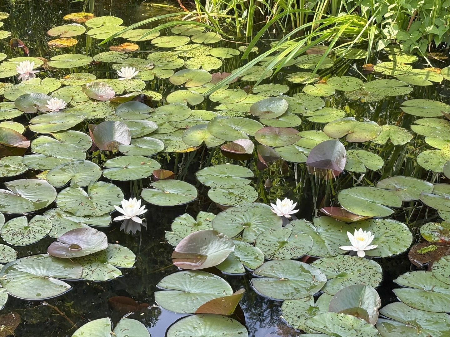 Seerosen auf dem ruhigen Wasser des Ternscher Sees