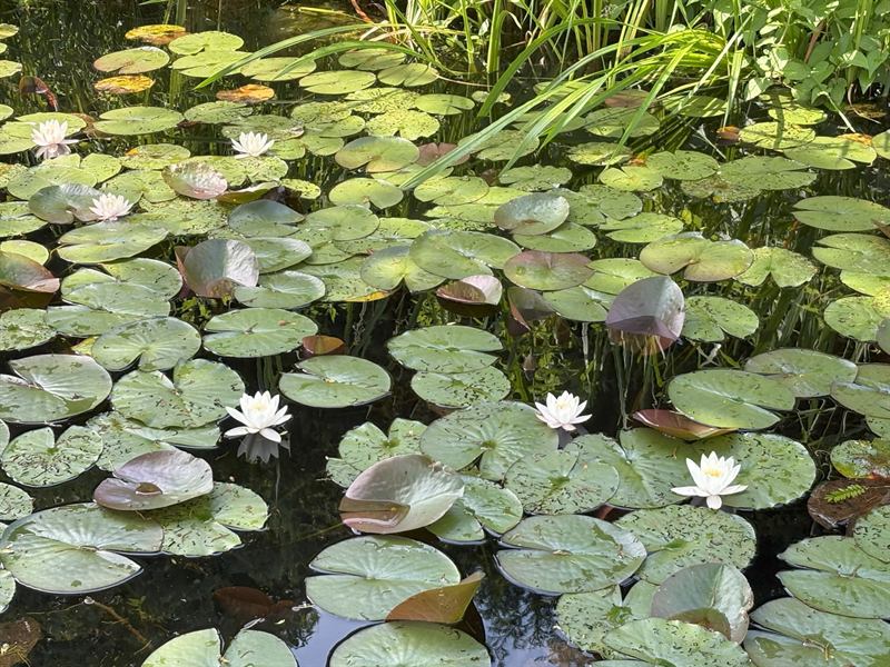 Blühende Seerosen auf dem Ternscher See